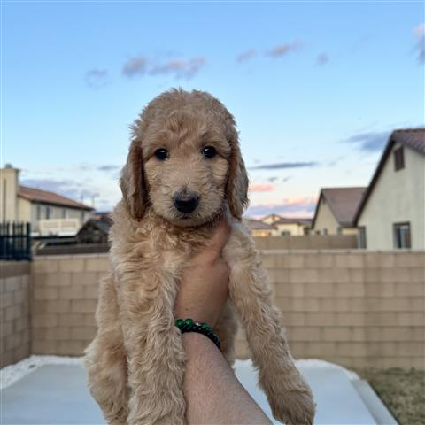 Goldendoodle looking for home image 1