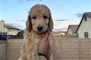 Goldendoodle looking for home