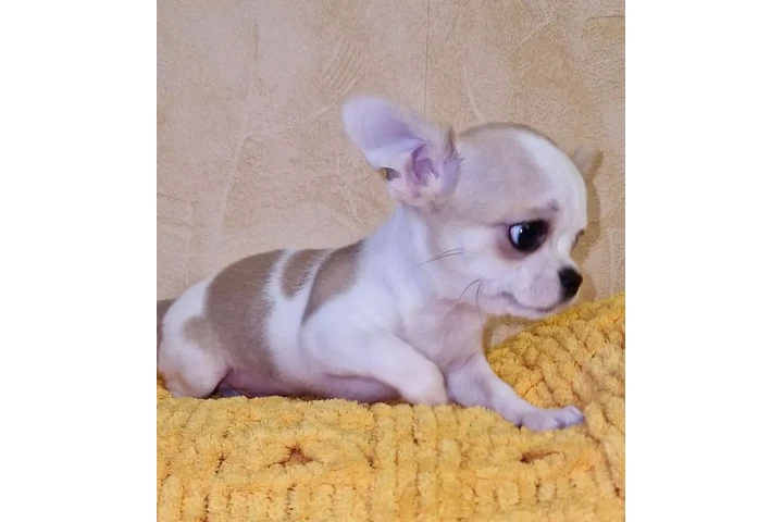 $290 : Chihuahua, Macho AKC image 4