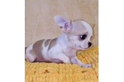 $290 : Chihuahua, Macho AKC thumbnail