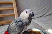 African Grey Parrot for Sale en Hialeah