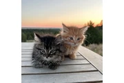$355 : Two Maine coon kitten ready thumbnail