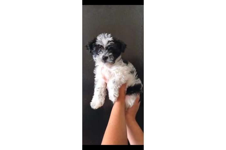 $550 : Puppie male mini image 1