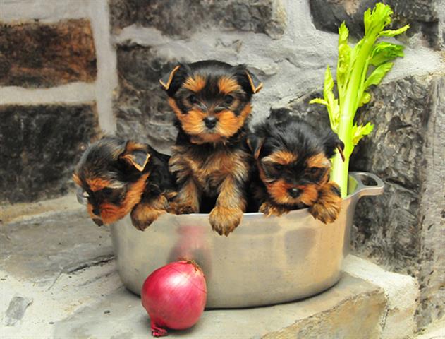 $250 : Cachorros De Yorkie puppy. image 1