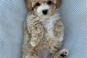 $350 : Maltipoo thumbnail