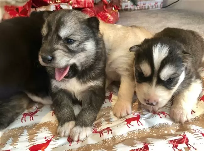 $400 : cute raising huskies pups image 1