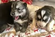 cute raising huskies pups