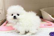 Teacup pom's for sale en Los Angeles