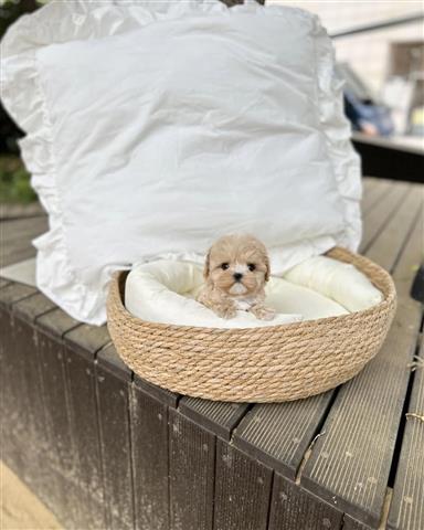 $350 : maltipoo image 2