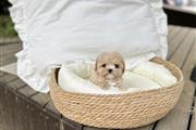 $350 : maltipoo thumbnail