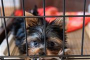 Yorkie Puppies para adopción. en New Hampshire