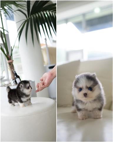 $350 : Adorables cachorros de Pomsky image 1