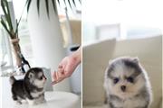 Adorables cachorros de Pomsky en Los Angeles