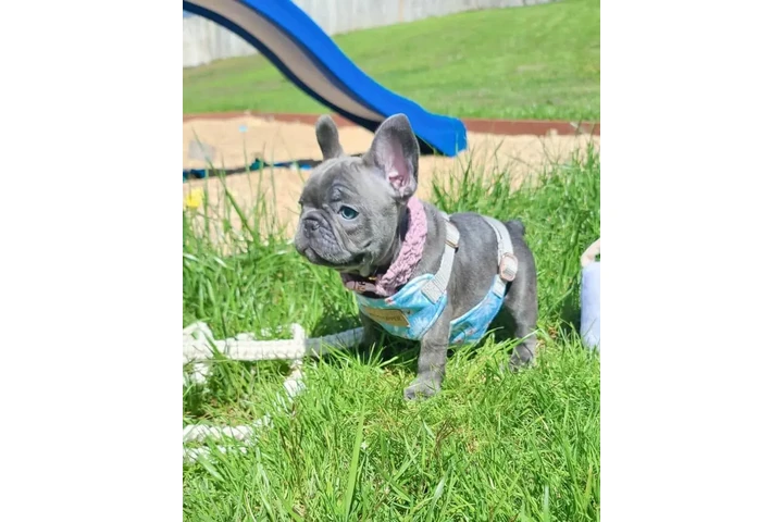 $400 : Pomeranian and French bulldog image 3