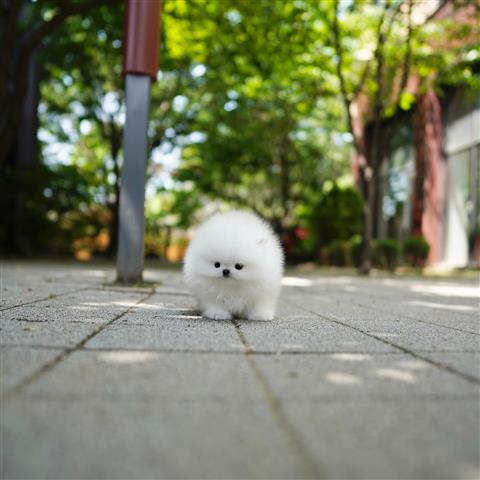 $300 : Teacup Pomeranian puppies image 4