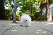 $300 : Teacup Pomeranian puppies thumbnail