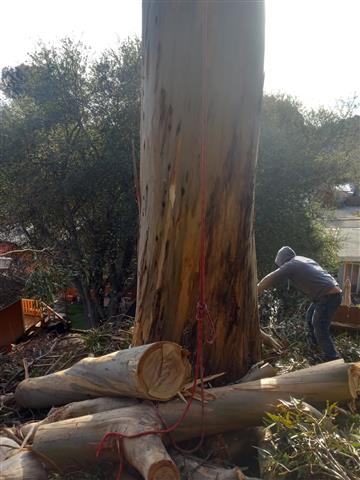 TREE SERVICE BERKE san ramon image 5