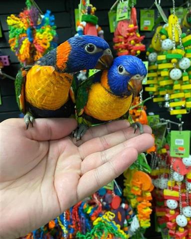 $300 : Meek parrots image 3
