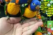 $300 : Meek parrots thumbnail