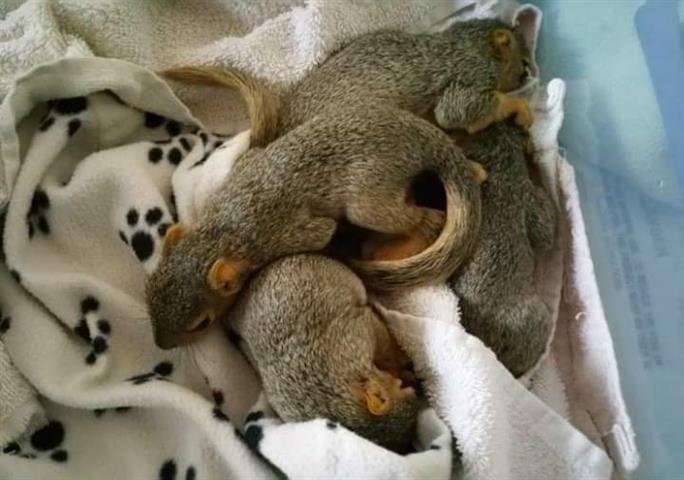 $250 : fox gray squirrel image 4