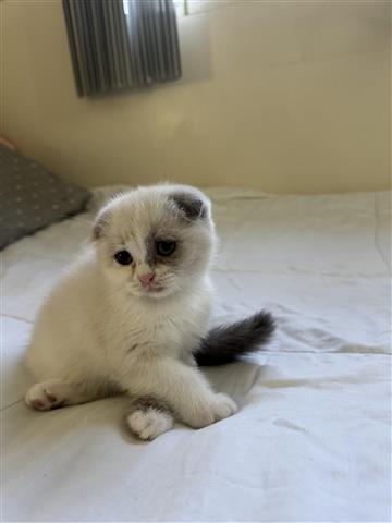 $1000 : Scottish Fold & Scottish Strai image 3