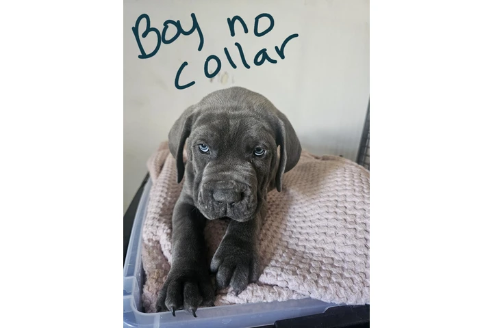 $600 : Cane corso image 1