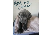 $600 : Cane corso thumbnail