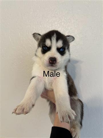 $100 : Husky Puppies image 3