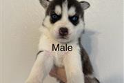 $100 : Husky Puppies thumbnail