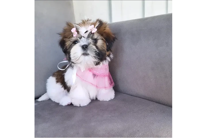 $350 : Cachorro Shihtzu image 3