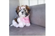 $350 : Cachorro Shihtzu thumbnail