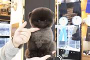 $600 : Venta de Cachorros Pomeranian thumbnail
