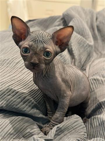 $2500 : Sphynx Cat image 2