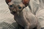 $2500 : Sphynx Cat thumbnail