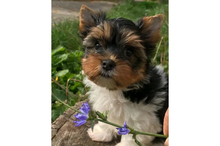 $200 : Yorkshire terrier miniature image 2