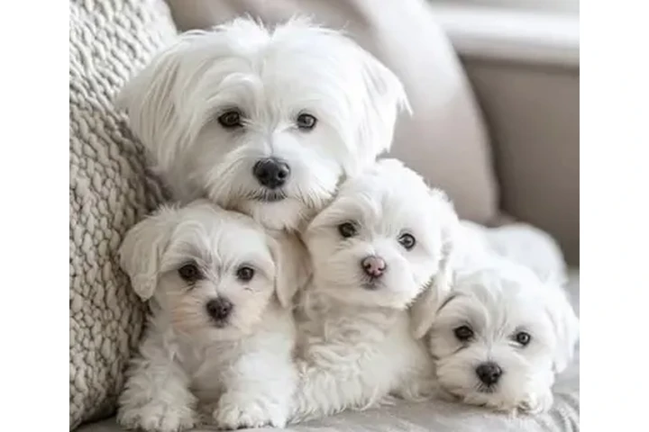 $400 : Cute Yorkie and Maltes Puppies image 4