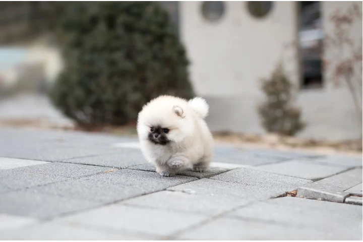 $350 : Micro Pomerania image 2
