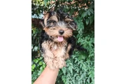 $500 : Teacup Yorkie Puppies thumbnail
