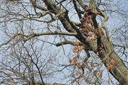 BERNES TREE SERVICES INC. thumbnail 3