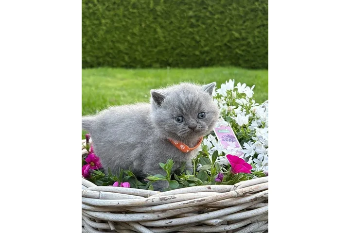 $300 : BSH for sale image 2