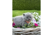 $300 : BSH for sale thumbnail