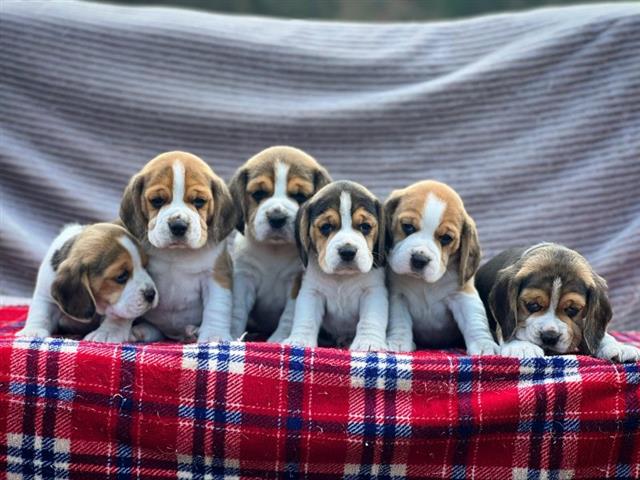 $300 : Hermosos cachorros beagle image 4