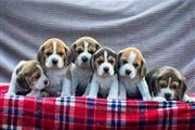 $300 : Hermosos cachorros beagle thumbnail