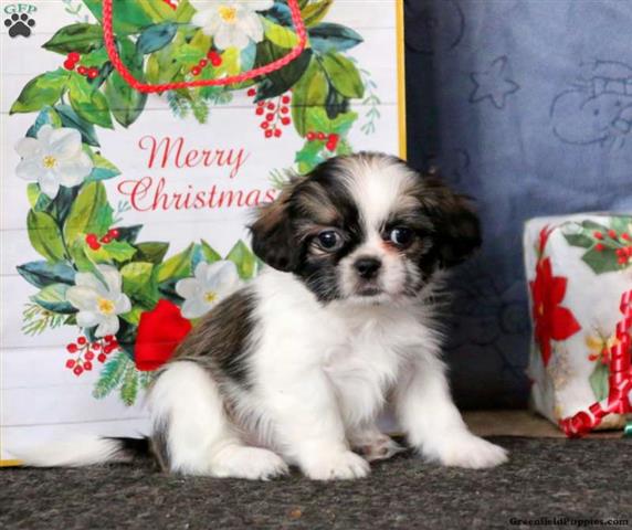 $590 : Shih tzu dogs for sale image 3