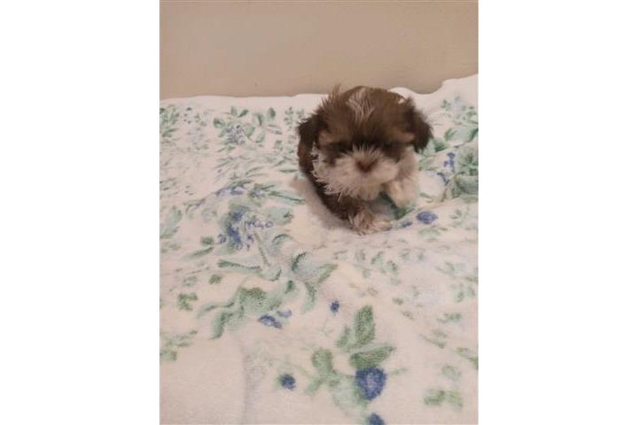 POMERANIANS Y SHIH-TZU 🐕 image 2