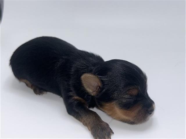 $350 : Yorkie image 1