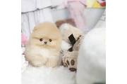 Pomerania en venta en Miami
