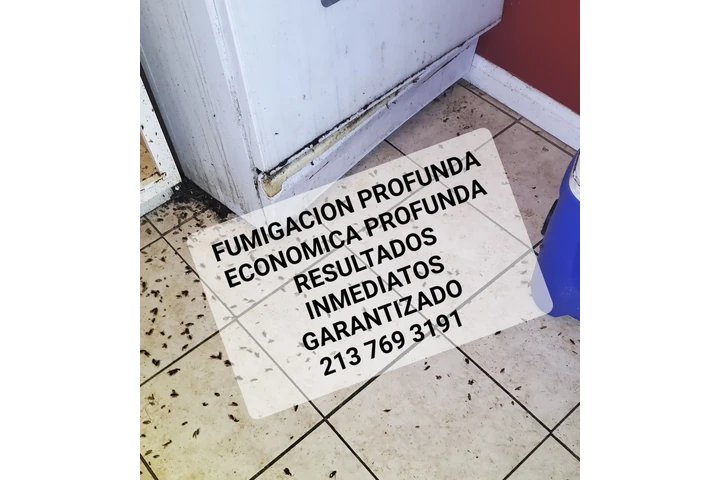 FUMIGACION BARATA 2137693191 image 5
