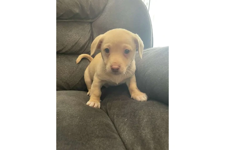 $150 : Chihuahua terrier male image 3