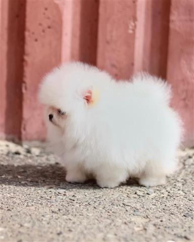 $800 : Mini Pomerania cachorros image 4